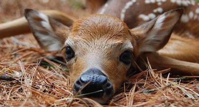 fawn-ftd
